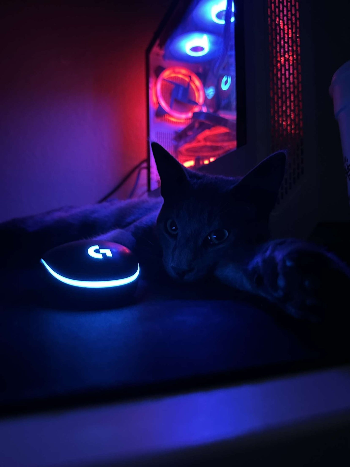 Discord Kitten ClogGod